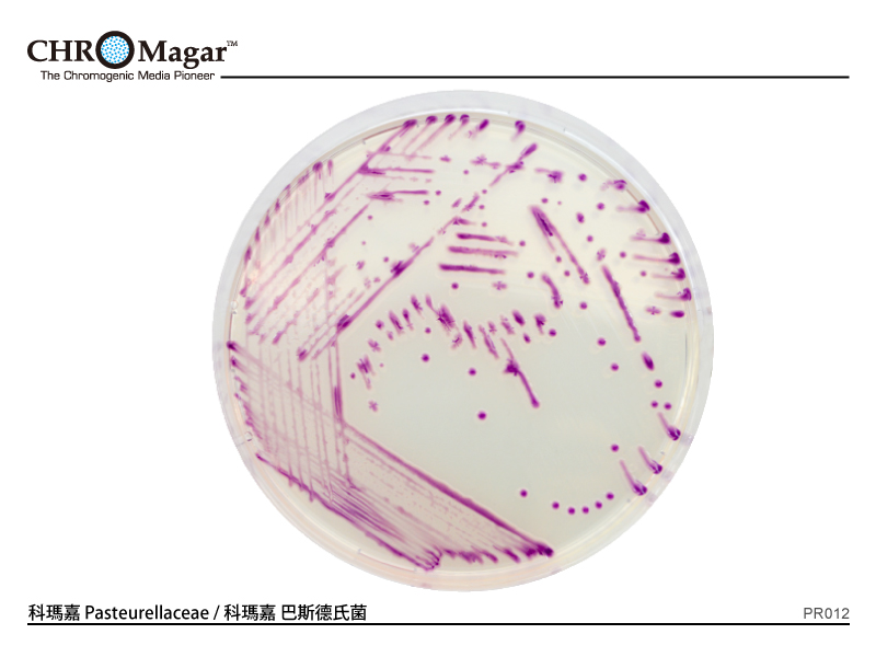 科瑪嘉Pasteurellaceae     / 科瑪嘉 巴斯德氏菌科